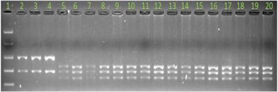 A novel locus conferring resistance to Puccinia hordei maps to the genomic region corresponding to Rph14 on barley chromosome 2HS